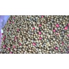 Osmocote Exact Standart  2-3 m