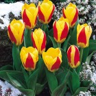 Tulpe "Stresa" Tulpe "Stresa"