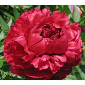 Peonija  `Henry Bockstoce`