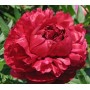 Peonija  `Henry Bockstoce`