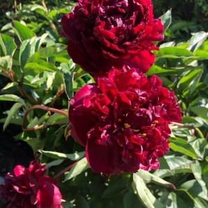 Peonija 'Francoise Ortegat'
