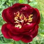 Peonija `Buckeye Belle` Peonija `Buckeye Belle`