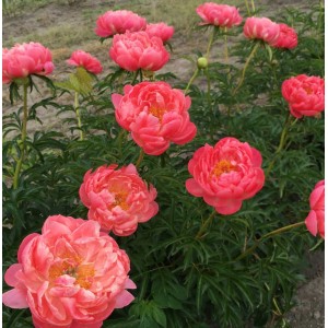 Peonija  `Coral Charm`