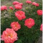 Peonija  `Coral Charm`