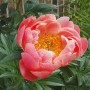 Peonija  `Coral Sunset`
