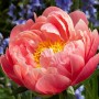 Peonija  `Coral Sunset`