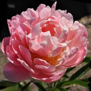 Peonija `Coral Supreme` Peonija `Coral Supreme`