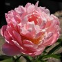 Peonija `Coral Supreme` Peonija `Coral Supreme`