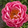 Peonija `Coral Supreme` Peonija `Coral Supreme`