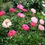 Peonija  `Cytherea`