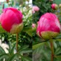 Peonija  `Cytherea`