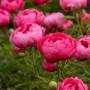 Peonija  `Cytherea`