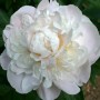Peonija `Gardenia` Peonija `Gardenia`