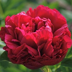 Peonija  `Henry Bockstoce`