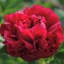 Peonija  `Henry Bockstoce`