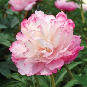 Peonija  `Joker`