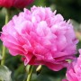 Peonija  `Joker`