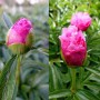 Peonija  `Joker`