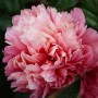 Peonija `Lorelei` Peonija `Lorelei`
