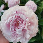 Peonija  `Sarah Bernhardt`