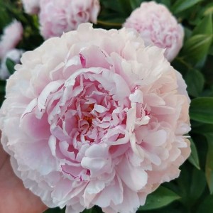 Peonija  `Sarah Bernhardt`